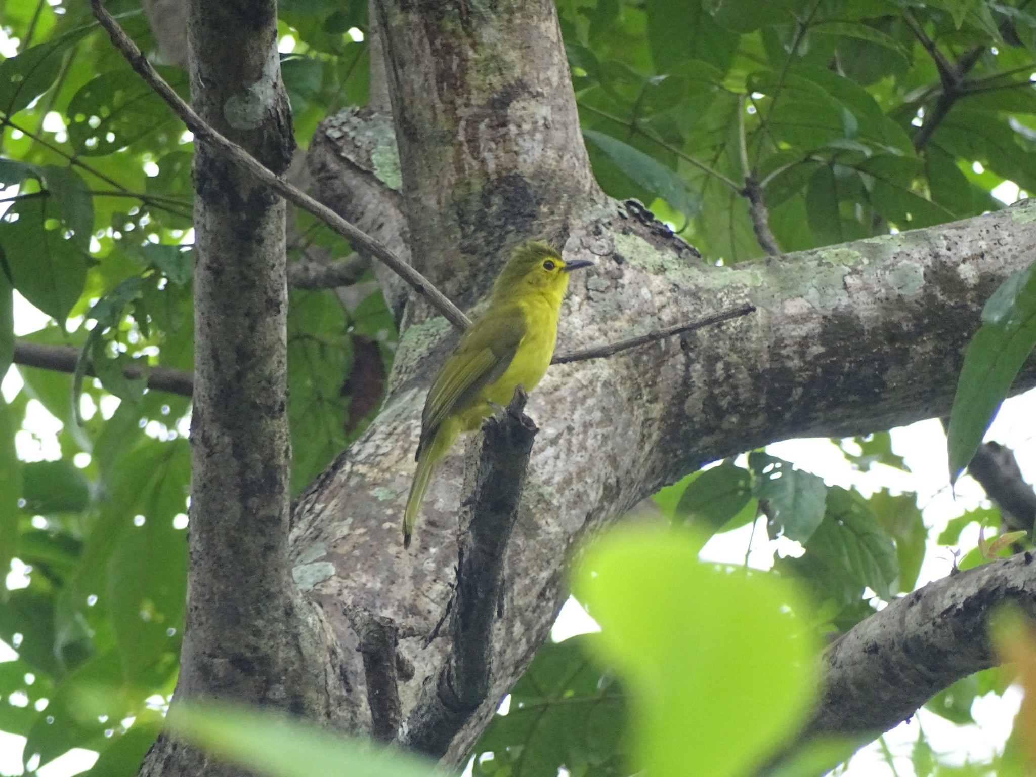 Yellow-browed Bulbul