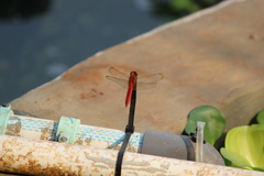 Crocothemis servilia