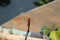 Crocothemis servilia