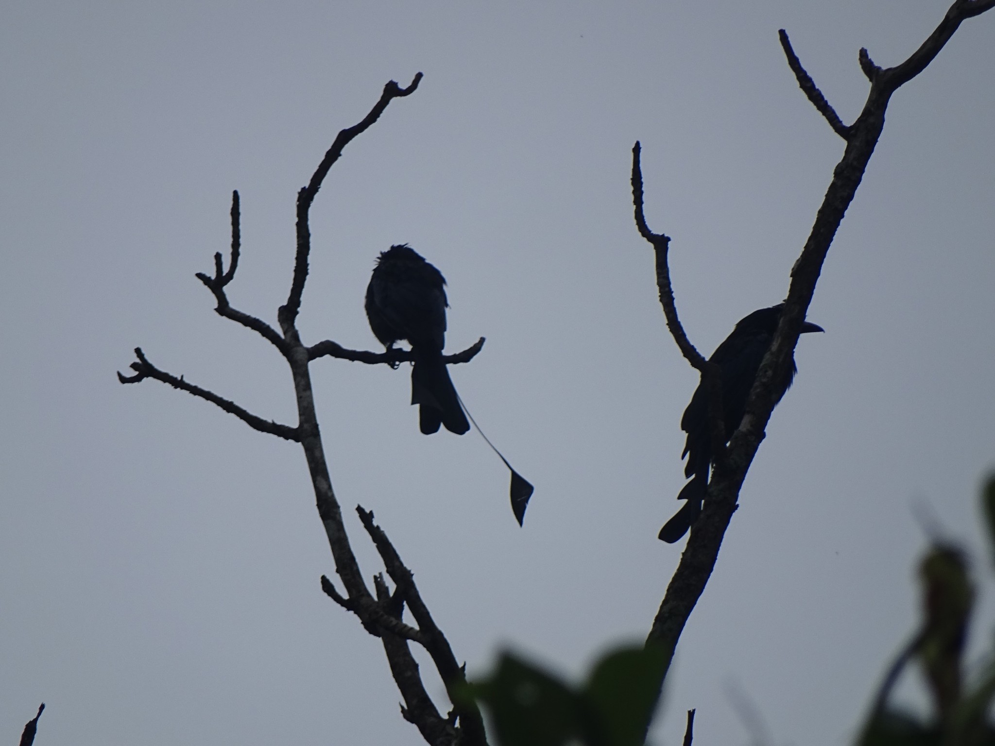 Greater Racket-tailed Drongo