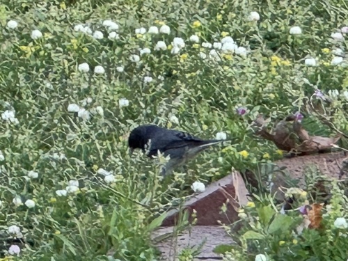 Dark-eyed Junco photographed in Alabama