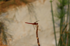 Crocothemis servilia