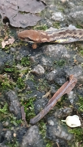 Head-striped Leaf-litter Snake