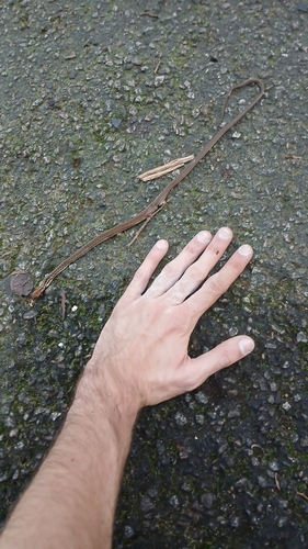 Head-striped Leaf-litter Snake