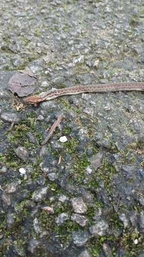 Head-striped Leaf-litter Snake