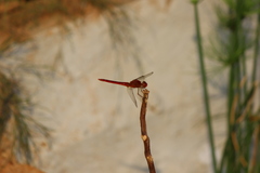Crocothemis servilia
