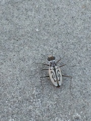 Habroscelimorpha dorsalis