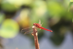 Crocothemis servilia