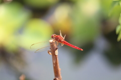 Crocothemis servilia
