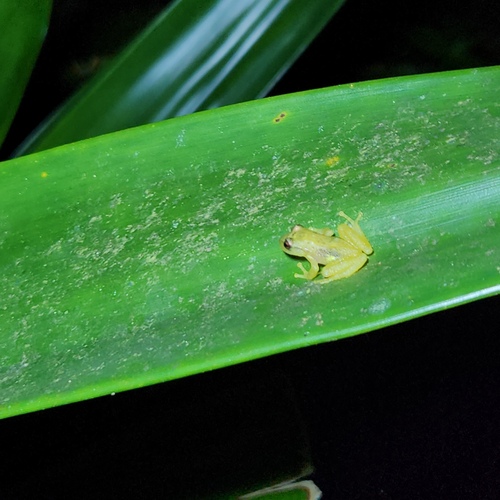 Tachiramantis tayrona