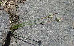 Zephyranthes longifolia