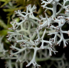Cladonia stygia