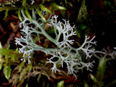 Cladonia stygia