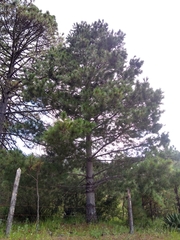 Pinus stylesii