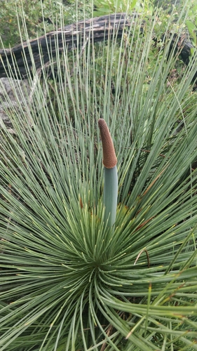 Image of Xanthorrhoea resinosa by (c) Ben Jobson, some rights reserved (CC BY)