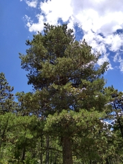 Pinus stylesii