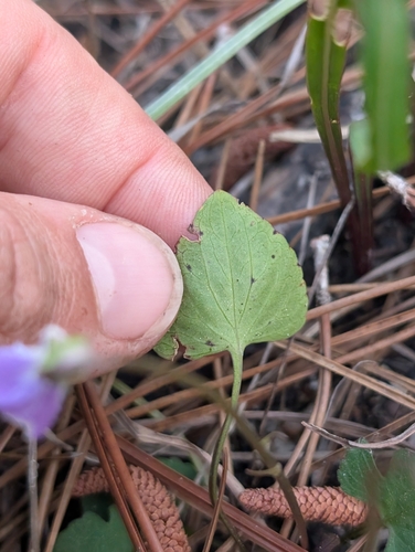 Image of Viola septemloba by (c) Scott Allen Davis, some rights reserved (CC BY)