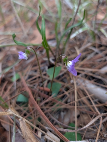 Image of Viola septemloba by (c) Scott Allen Davis, some rights reserved (CC BY)