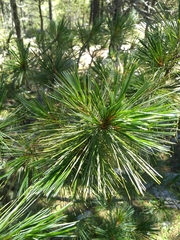 Pinus stylesii