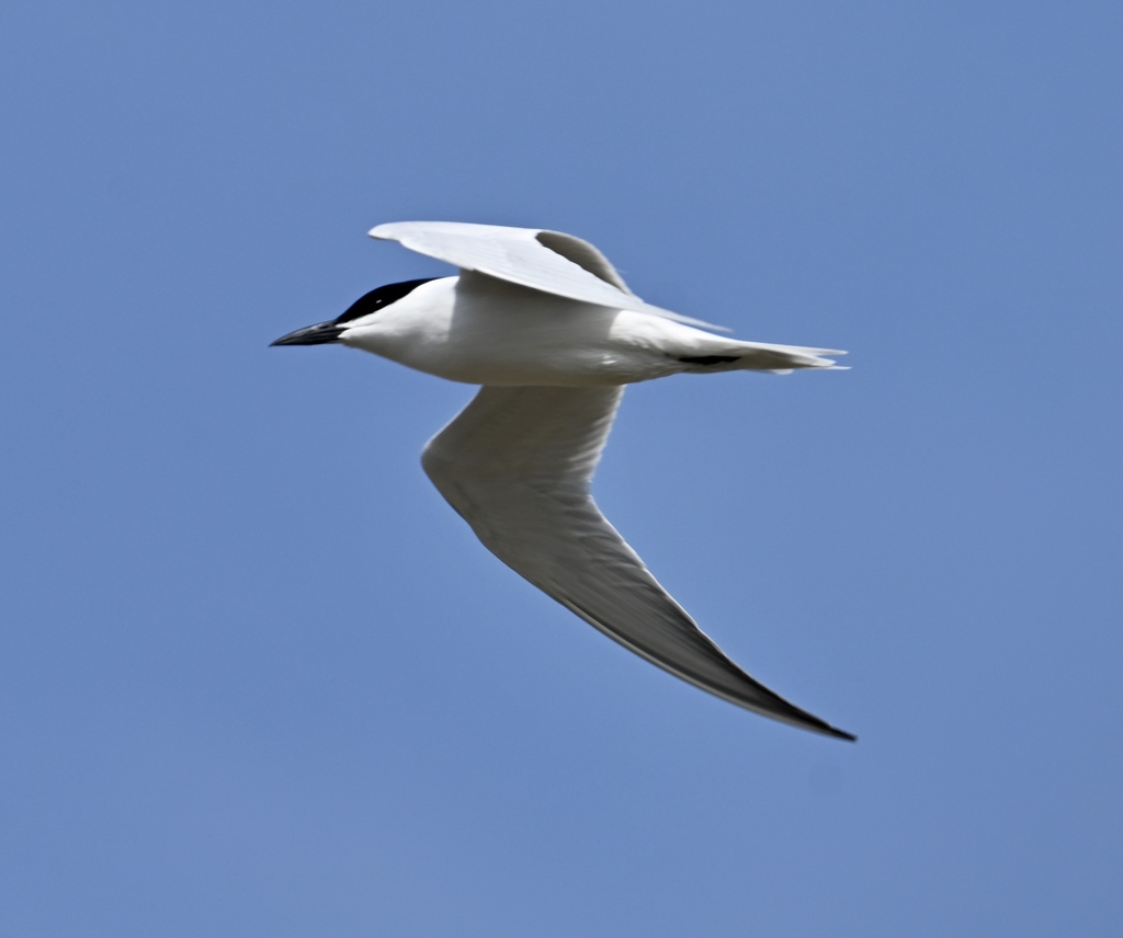 Foto de Gull-billed Tern