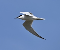 Gull-billed Tern