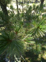 Pinus stylesii