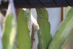 Hemidactylus frenatus