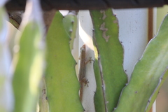 Hemidactylus frenatus