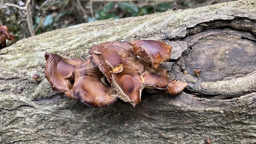 Flammulina velutipes