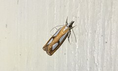 Catoptria