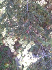 Abies vejarii