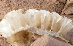 Fasciolariidae