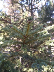 Abies vejarii