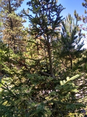 Abies vejarii