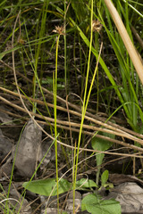 Juncus nodosus