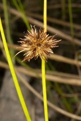 Juncus nodosus