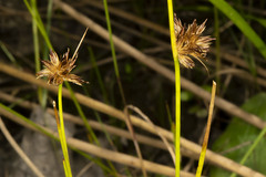 Juncus nodosus