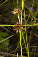 Juncus nodosus