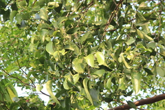 Scurrula