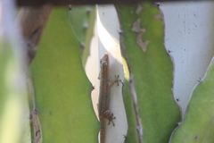 Hemidactylus frenatus