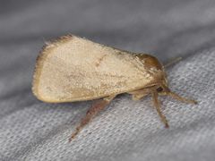 Monoleuca occidentalis