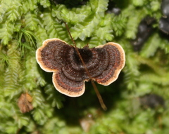 Coltricia oblectans