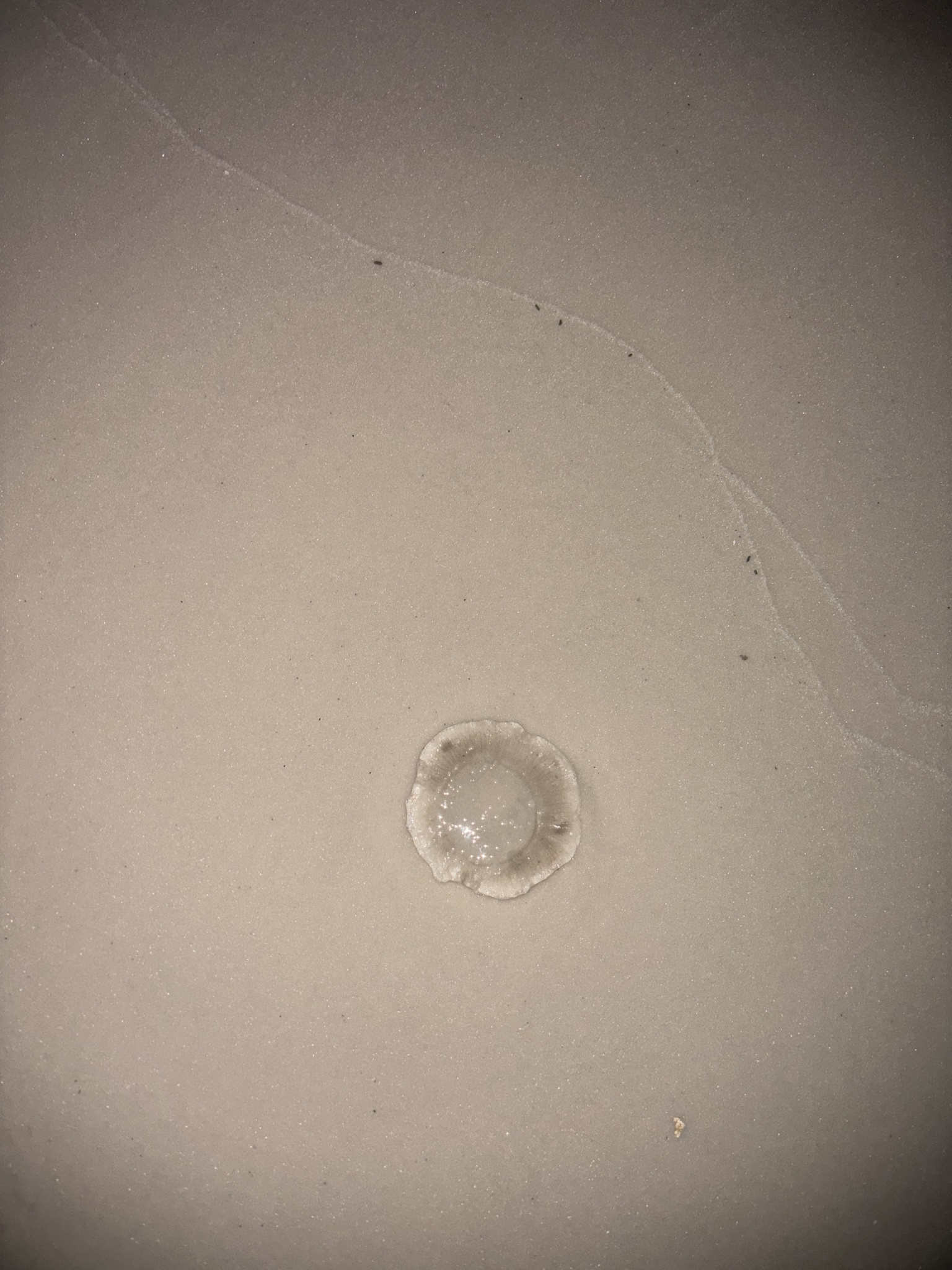 Rhacostoma atlanticum L.Agassiz, 1851