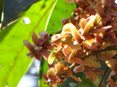 Terminalia paniculata