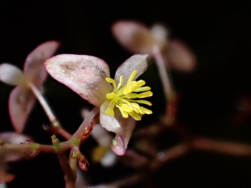 Image of Begonia glabra by (c) Nolan Exe, some rights reserved (CC BY)
