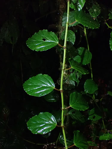 Image of Begonia glabra by (c) Nolan Exe, some rights reserved (CC BY)