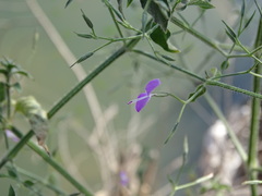 Dicliptera paniculata