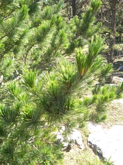 Pinus stylesii