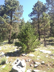 Pinus stylesii