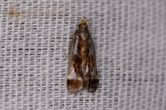 Dichomeris ochripalpella